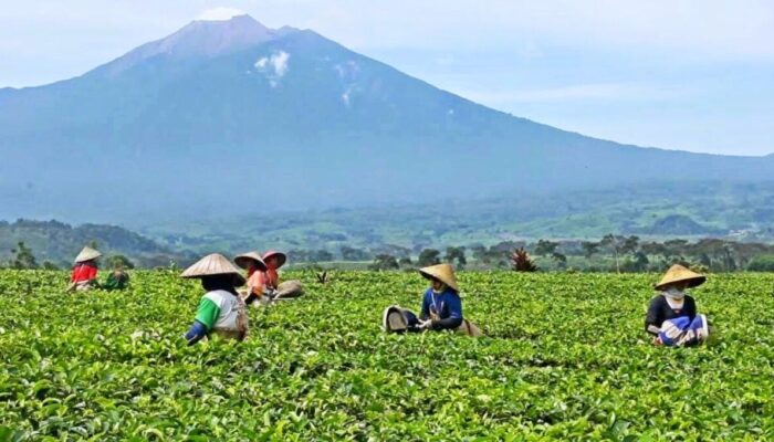 Rumuskan Master Plan Smart City, Solok Selatan Selangkah Lagi Makin Maju