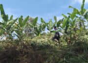 Pemerintahan Nagari Batipuah Ateh Bersama Mahasiswa KKN UNP Gotong Royong Bersihkan Demplot Pisang di Jorong Jambu
