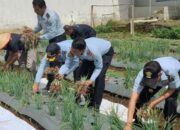 Lembaga Pemasyarakatan Bukittinggi Panen Bawang Merah
