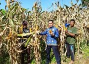 Warga Lapas Lubas Panen 1,5 Ton Jagung
