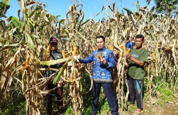 Kepala Lapas Kelas IIB Lubuk Basung Suroto ikut memanen jagung bersama warga binaan, Selasa (18/7). PERI MUSLIADI
