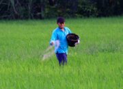 Petani Sumbar Masih Jauh dari Sejahtera
