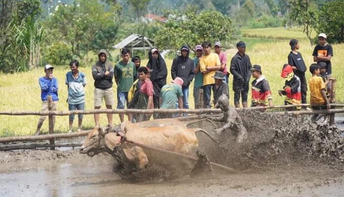 Daya Tarik Wisatawan Mancanegara, Alek Nagari Pacu Jawi Tingkatkan Perekonomian Tanah Datar