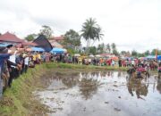 Alek Nagari Pacu Jawi di Tanah Datar, Peredaran Uang Capai Ratusan Juta