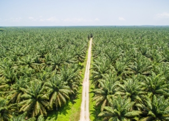 Belasan HGU Kelapa Sawit Segera Berakhir, Siapkan Mekanisme Penyerahan Hak Pengelolaan kepada Masyarakat