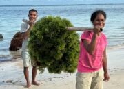 Platform Agree Milik Telkom Dukung Optimalkan Hasil Panen Budi Daya Rumput Laut di NTT