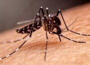 Semester I Tahun 2023,  Ada 1.064 Kasus dan Empat Kematian Akibat DBD di Sumbar