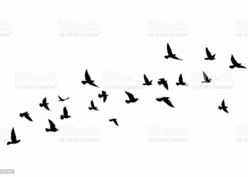 Kumpulan Puisi Terbaik Karya Najla Nazihah, Siswi SMP Al Ishlah Bukittinggi