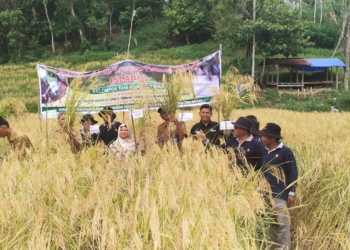 Kelompok Tani Harapan Maju Nagari Sumpur Kudus Sijunjung Panen Raya Padi Organik