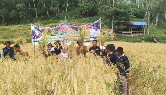 Kelompok Tani Harapan Maju Nagari Sumpur Kudus Sijunjung Panen Raya Padi Organik