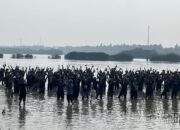 Lestarikan Lingkungan, Paragon Tanam 10.000 Bibit Mangrove di Desa Marga Mulya Tangerang
