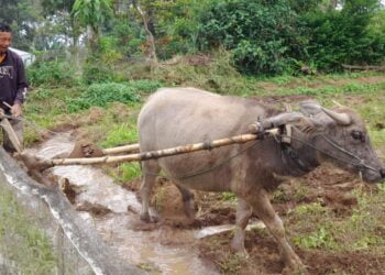 Pasona Bajak Kabau “Vs” Kabau Japang