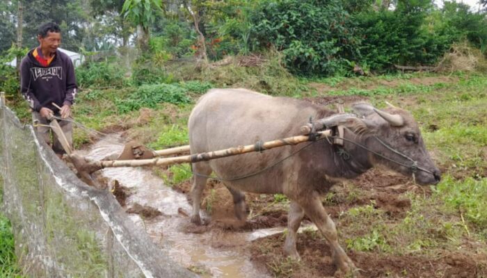 Pasona Bajak Kabau “Vs” Kabau Japang