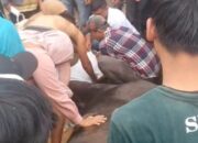 Seekor Kuda  Pacu Mati Mendadak di Race Terakhir Kejuaraan Pacuan Kuda Piala Gubernur Sumbar Cup 2023