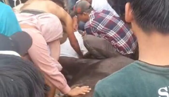 Seekor Kuda  Pacu Mati Mendadak di Race Terakhir Kejuaraan Pacuan Kuda Piala Gubernur Sumbar Cup 2023