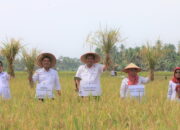 Helat Panen Raya di Desa Palak Aneh, Produksi Pangan Pariaman Diprediksi Meningkat