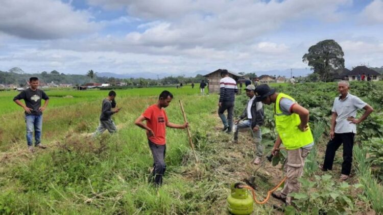 Petani berburu hama tikus. Dinas Pertanian Kabupaten Agam mencatat sekitar 10 hektare lahan padi di Kecamatan Baso dan Tilatang Kamang diserang hama tikus semenjak beberapa minggu lalu. IST
