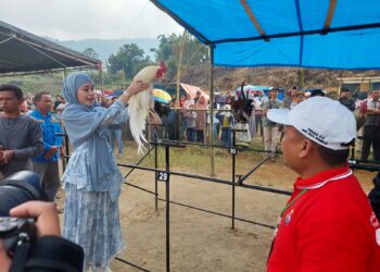 Ayam Gadang se-Sumatera Barat Beradu Suara Merdu di Kontes “Ayam Kukuak Balenggek” Nagari Salimpek Solok