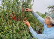 Berjibaku Menahan Laju Harga