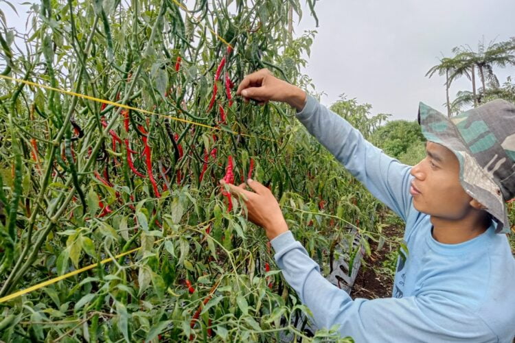 Petani cabai tengah memetik cabai di kebunnya di kawasan Jorong Madang, nagari Aie Batumbuek, Kecamatan Gunung Talang, Kabupaten Solok, Sabtu (11/11). Saat ini harga cabai merah alami kenaikkan dari harga sebelumnya Rp.30 ribu menjadi Rp 78 ribu perkilogramnya. wiko