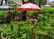 Inovasi Jadi Pundi, Pedagang Minuman Ini Tanam Cabe di Tempat Jualanya Pondok Santai Muaro Pariaman