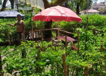 Inovasi Jadi Pundi, Pedagang Minuman Ini Tanam Cabe di Tempat Jualanya Pondok Santai Muaro Pariaman