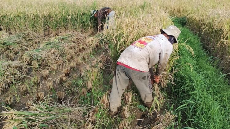 Sejumlah petani tengah memanen padi di salah satu persawahan di Kota Solok, Senin (27/11). Dalam memaksimalkan hasil panen, peran vital penyuluh pertanian sangat dibutuhkan. DINO