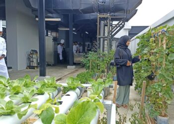Penampakan kebun Hotel Santika Premiere Padang di Rooftop lantai 10. Menu yang disajikan diproduksi dari kebun ini. YESI