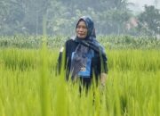 Yurnita Petani Inspiratif Asal Solsel : Pokok Murah Hasil Melimpah, Melawan Modernisasi Pertanian