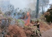 Karhutla di Kaki Gunung Rinjani Hanguskan 95 Hektare Lahan