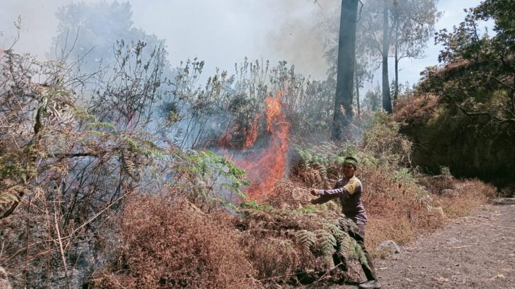 Petugas dari Tim gabungan berupaya memadamkan api di Desa Sembalun, Nusa Tenggara Barat. IST