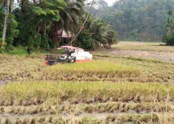 Kementrian Pertanian atau Kementan memberikan penambahan kuota pupuk bersubsidi untuk Sumatra Barat menjadi 250 ribu ton. 