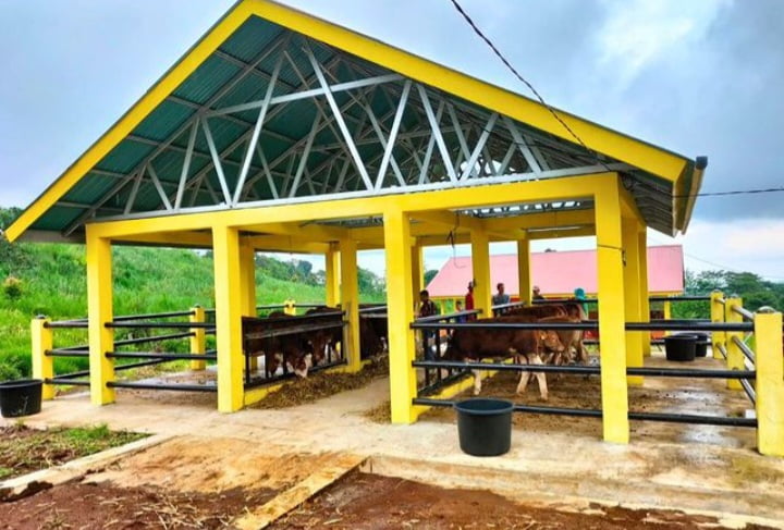 Pembibitan ternak sapi dari Padang Mengatas telah didatangkan ke BBI Golden Arm, Solsel, beberapa hari lalu. Pembibitan sapi ini merupakan bagian dari progul Suka Sapi. IST