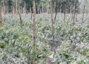 Ribuan Hektare Lahan Pertanian di Agam Terdampak Erupsi Gunung Marapi