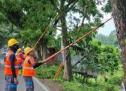 Rampal Pohon Massal  PLN Siapkan Jaringan Andal Jelang Nataru