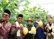 Satu-satunya di Sumbar, Bupati Eka Putra Panen Melon di SMK N 2 Batusangkar