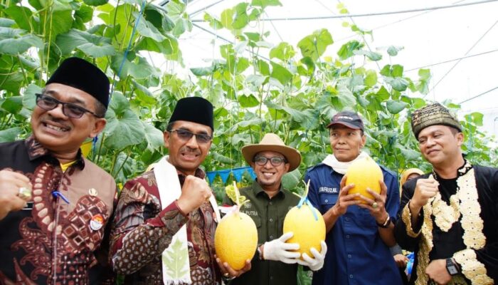 Satu-satunya di Sumbar, Bupati Eka Putra Panen Melon di SMK N 2 Batusangkar