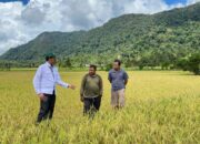 Usaha Pertanian di Solsel Meningkat Hingga 27 Persen