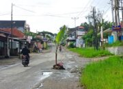 Sindir Pemerintah Provinsi, Warga Tabek Patah Salimpaung Tanam Pohon Pisang di Jalur Batusangkar-Bukittinggi