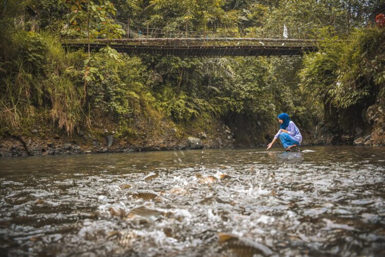 Salah seorang pengunjung objek wisata pemandian di Lubuk Mande Rubiah Batu Busuk, Kelurahan Lambuang Bukit, Kecamatan Pauh, Kota Padang, tengah menimkati sasana ikan larangan yang ada di Lubuk Mande Rubiah beberapa waktu lalu. Lubuk Mande Rubiah merupakan salah satu destinasi wisata Budaya Batu Busuk yang didukung oleh PT Semen Padang bekerjasama dengan Forum Nagari Lambuang Bukit. IST