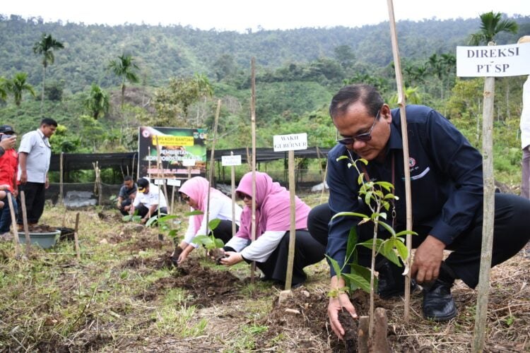 Kepala Departemen Komunikasi & Hukum Perusahaan PT Semen Padang, Iskandar Z Lubis yang hadir mewakili Dirut PT Semen Padang Asri Mukhtar Dt Tumangguang Basa tengah melakukan penanaman bibit Kopi Robusta Bantjah, Rabu (13/12). IST