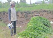 Dampak Abu Vulkanik, Peternak Keluhkan Pakan Ternak Yang Bersih