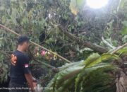 Angin Kencang Tumbangkan Pohon di Kalumbuk Kuranji