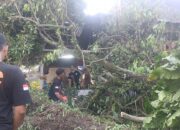 26 Pohon Tumbang Akibat Angin Kecang di Padang, Ini Titiknya