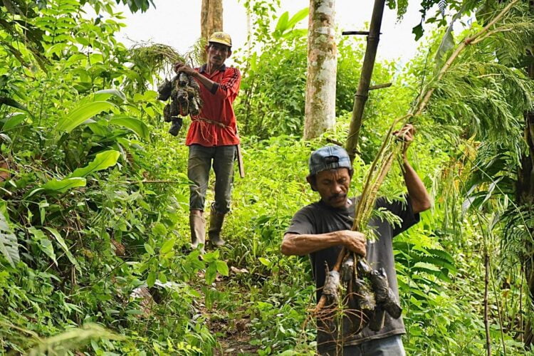 Kelompok Tani Tanjuang Gadang  menanam 10.000 kaliandra merah. IST