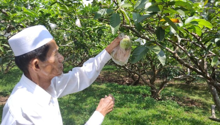 Serunya Memetik Jambu Biji Merah di Agrowisata Ariza Farm