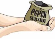 Turun 50 Persen, Ini Jatah Pupuk Bersubsidi di Padang Pariaman Tahun 2024