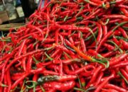 Pedas! Harga Cabai di Payakumbuh Tembus Rp120 Ribu