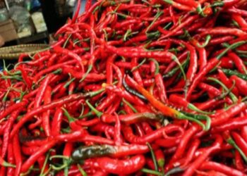 Pedas! Harga Cabai di Payakumbuh Tembus Rp120 Ribu