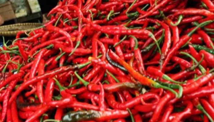 Pedas! Harga Cabai di Payakumbuh Tembus Rp120 Ribu